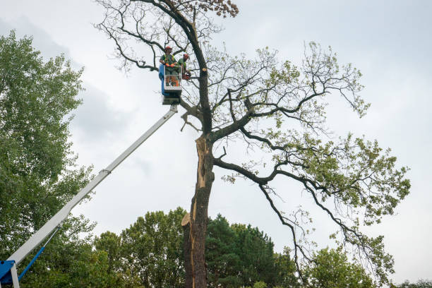 Best Arborist Consultation Services  in Dickson, TN