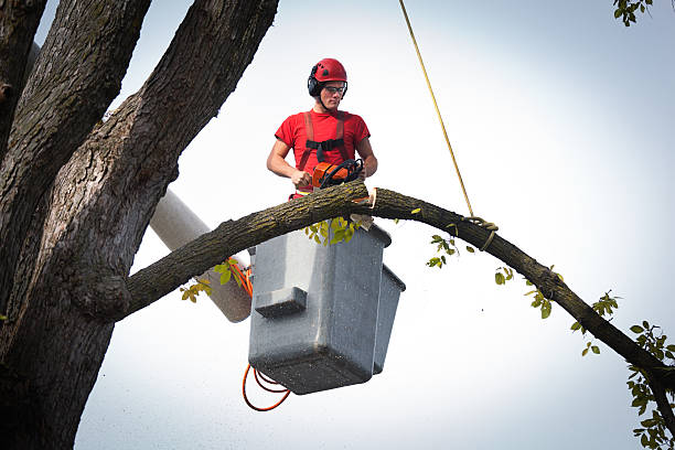 Tree and Shrub Care in Dickson, TN